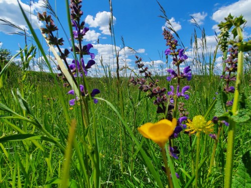 Festival du Patrimoine Naturel : Conférence prairies, haies et pré-vergers, une visite virtuelle