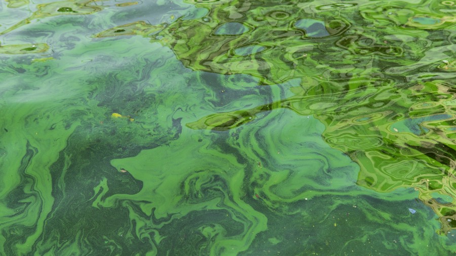Cyanobact&eacute;ries r&eacute;v&eacute;l&eacute;es dans l'eau de la Sarre